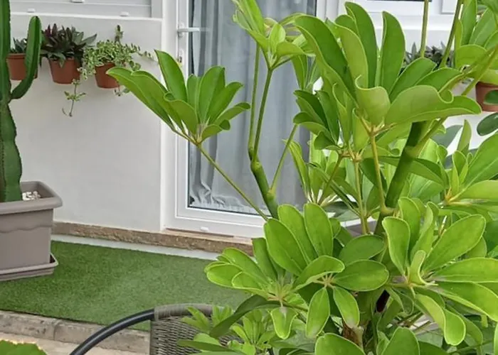 Apartment Welcome Garachico (Tenerife)